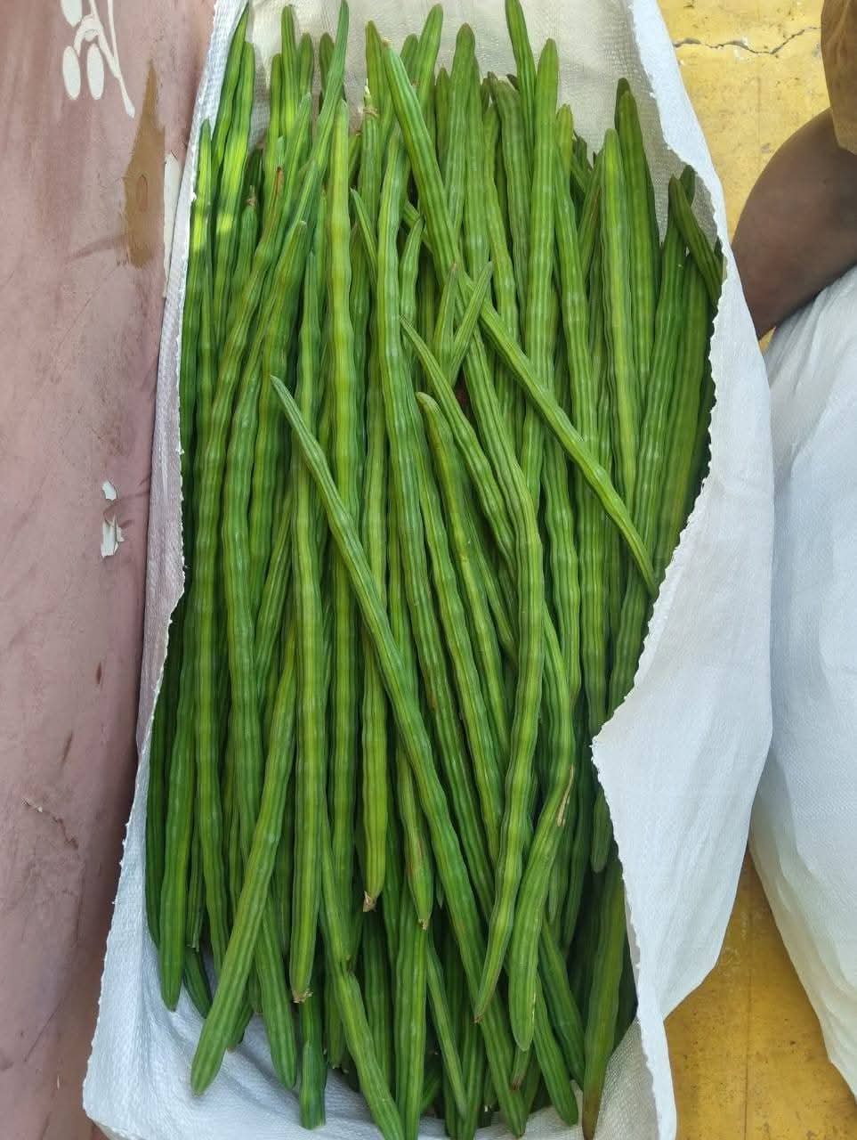 Fresh export quality drumsticks bulk supplier Karnataka India