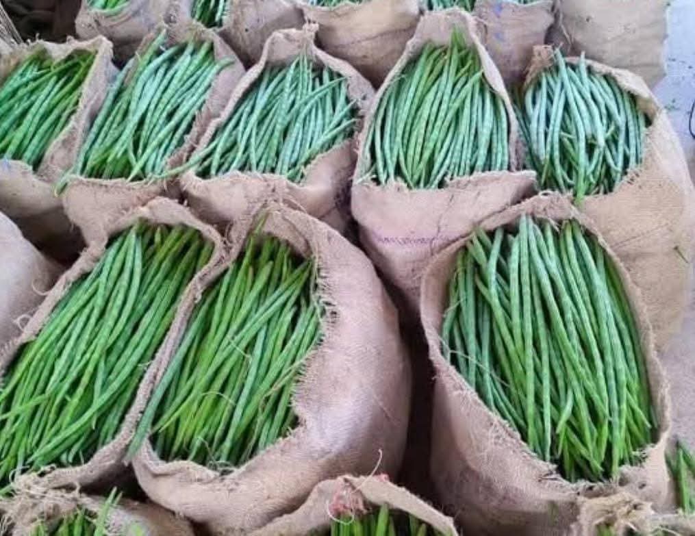 Drumsticks packed in jute bags ready for bulk supply Karnataka