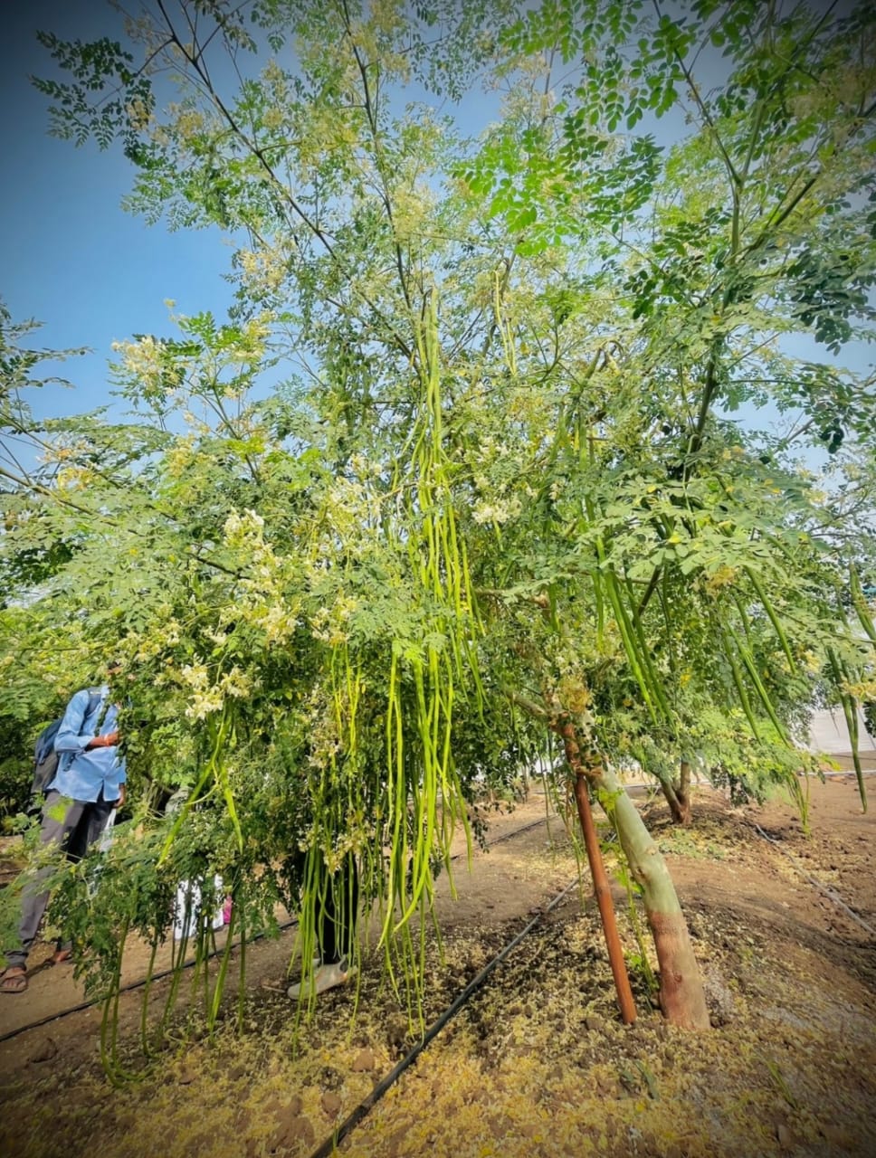 Moringa tree with fresh drumsticks on farm Gauribidanur Karnataka