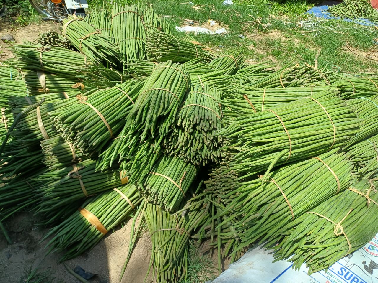 Large harvest bundled drumsticks bulk supply capacity Karnataka