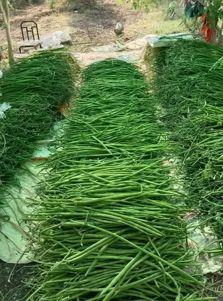 Huge quantity fresh drumsticks after harvest Karnataka farm
