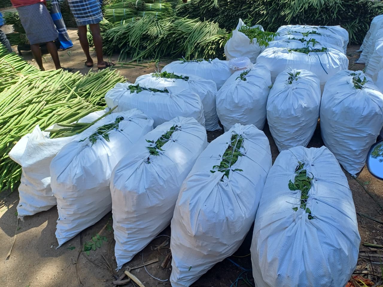 Drumsticks packed bags ready dispatch bulk wholesale Karnataka