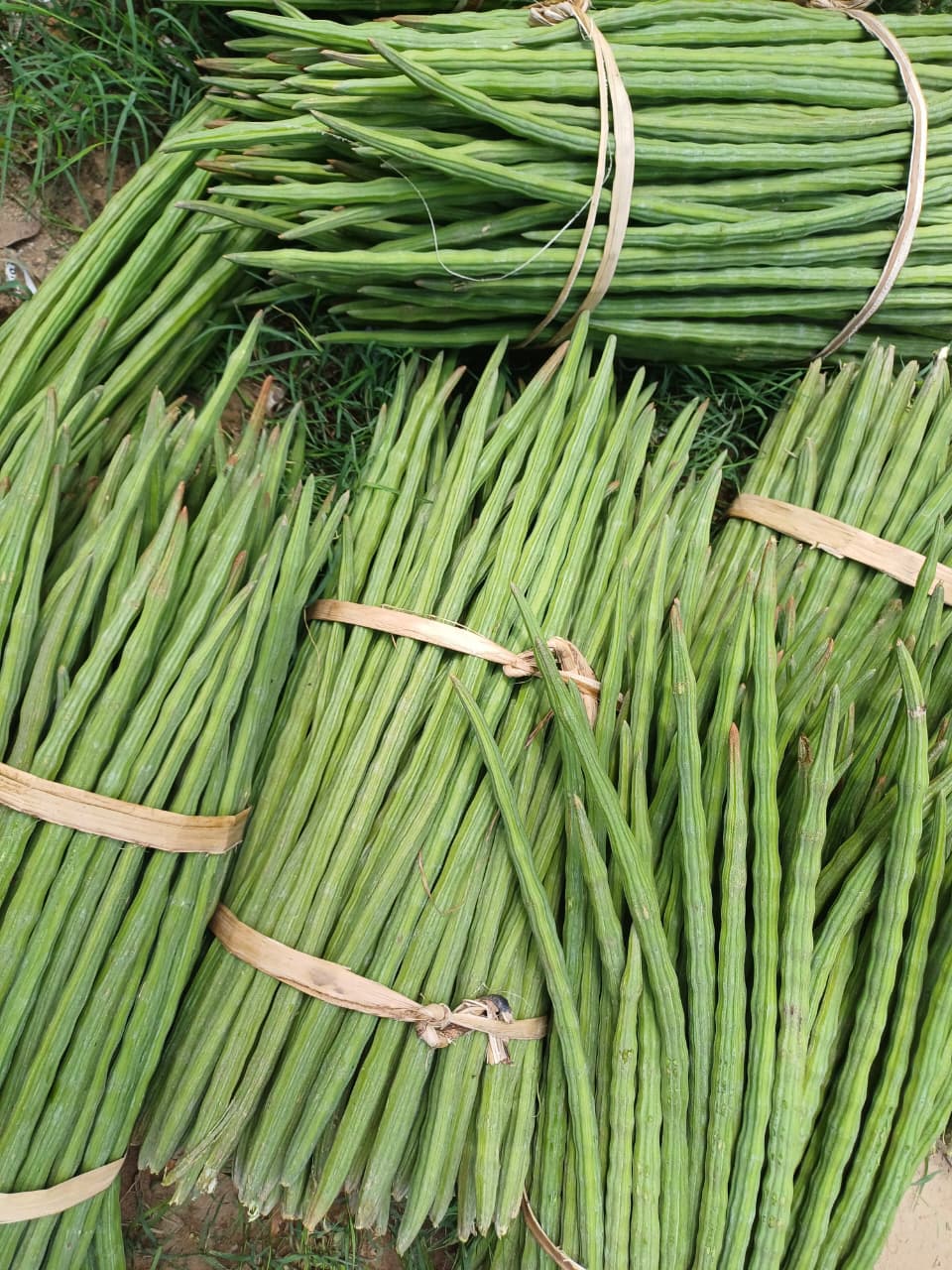 Neatly bundled drumsticks export quality moringa pods India