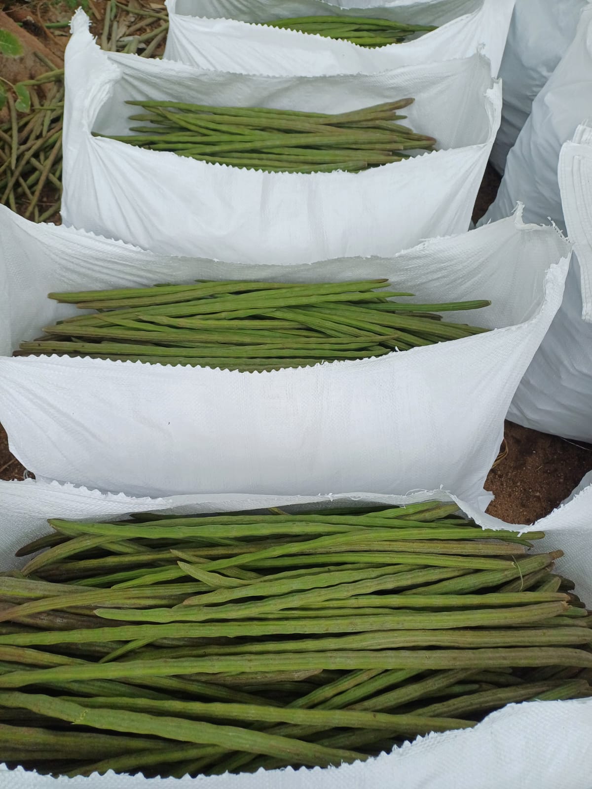 Drumsticks being packed bags wholesale supply Karnataka India